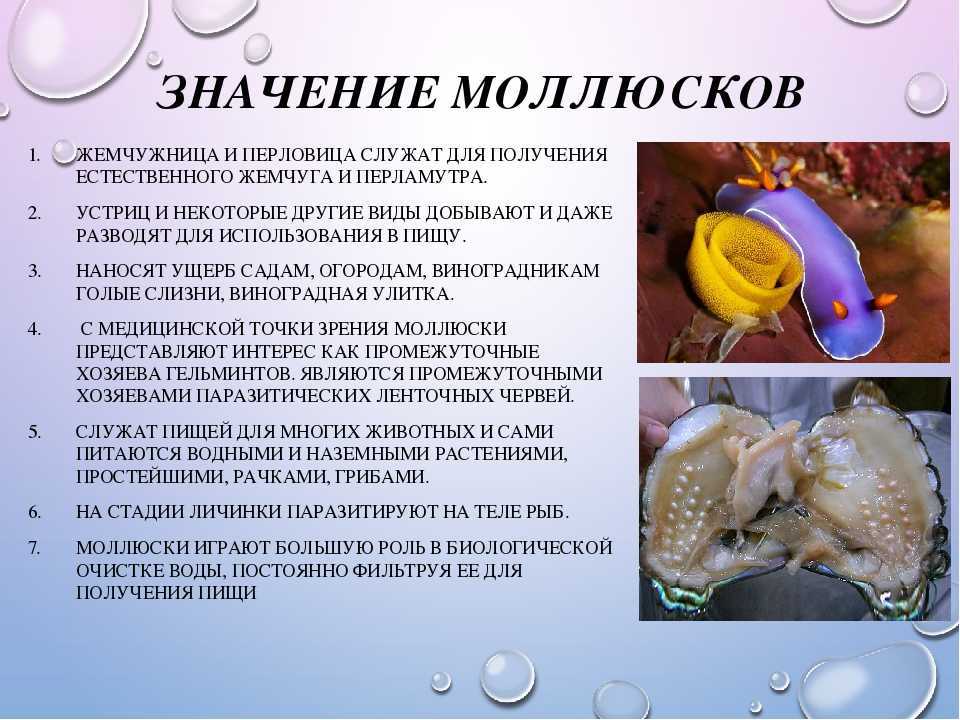Кальмары – калорийность, польза и вред для здоровья
