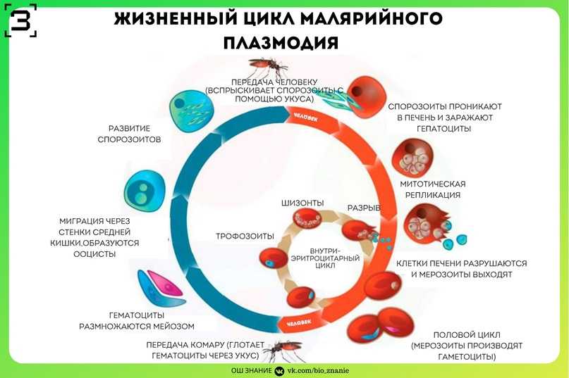Малярия: симптомы, лечение, возбудитель, профилактика