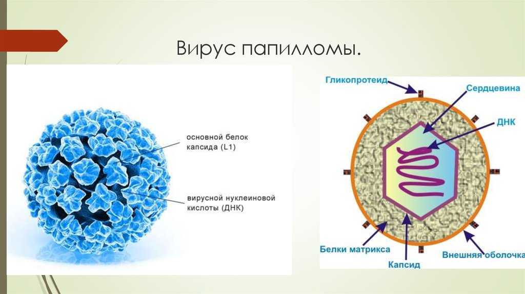 Папиллома и герпес: в чем отличия?