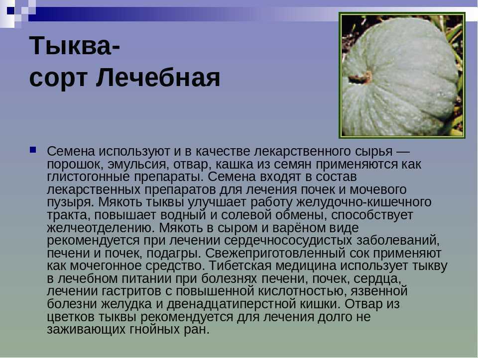 Кому нельзя есть тыкву и почему: 10 причин, краткий ответ и противопоказания