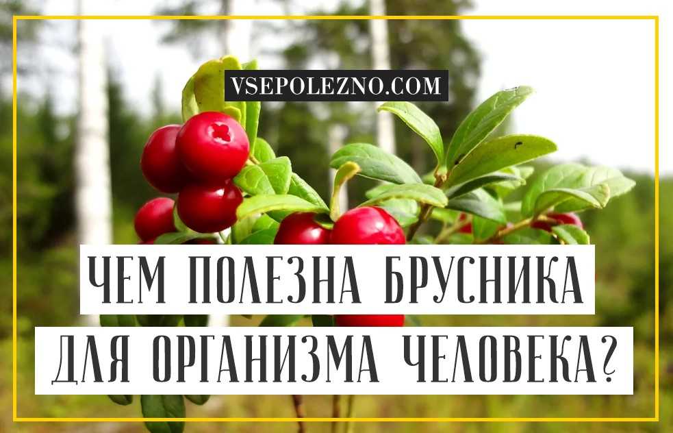 Брусника при диабете 2 типа сахарном: можно ли листья, ягоды
