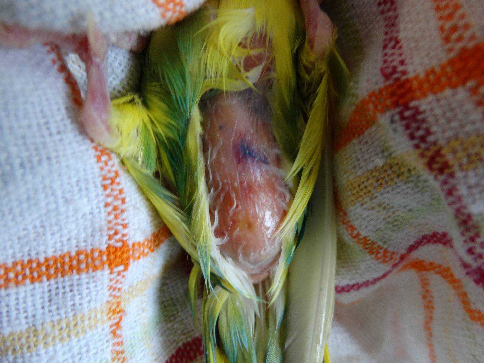 Попугай беременный: как понять что самка волнистого попугая беременна?