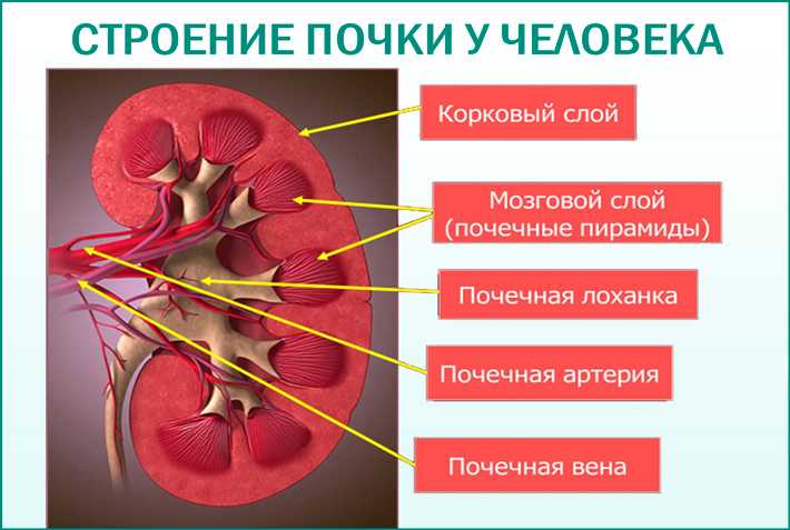 Что такое каликоэктазия почек: признаки заболевания, лечение