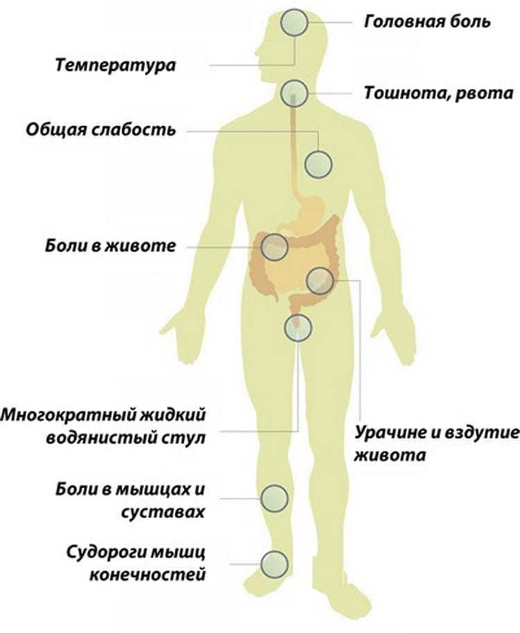 Где живёт сальмонелла? сальмонеллёз и его последствия