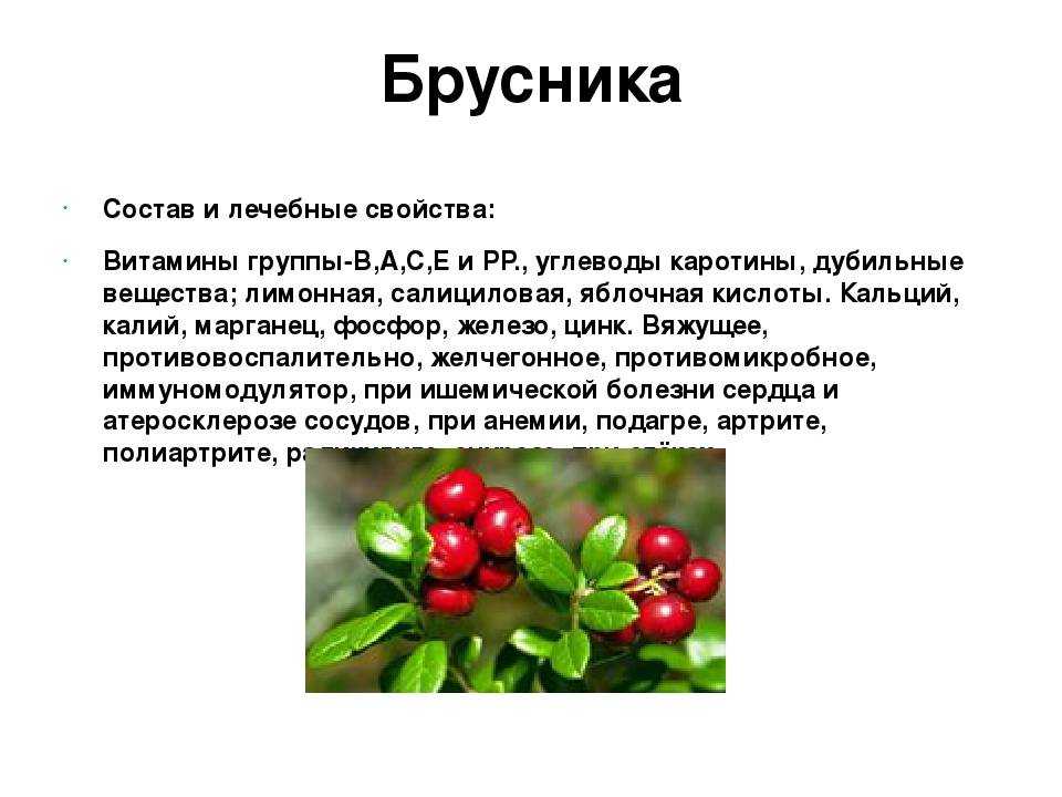 Брусника 11 полезных свойства для организма, вред при заболеваниях