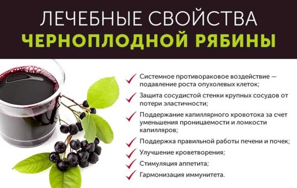 Черноплодная рябина (арония): лечебные свойства, польза и противопоказания