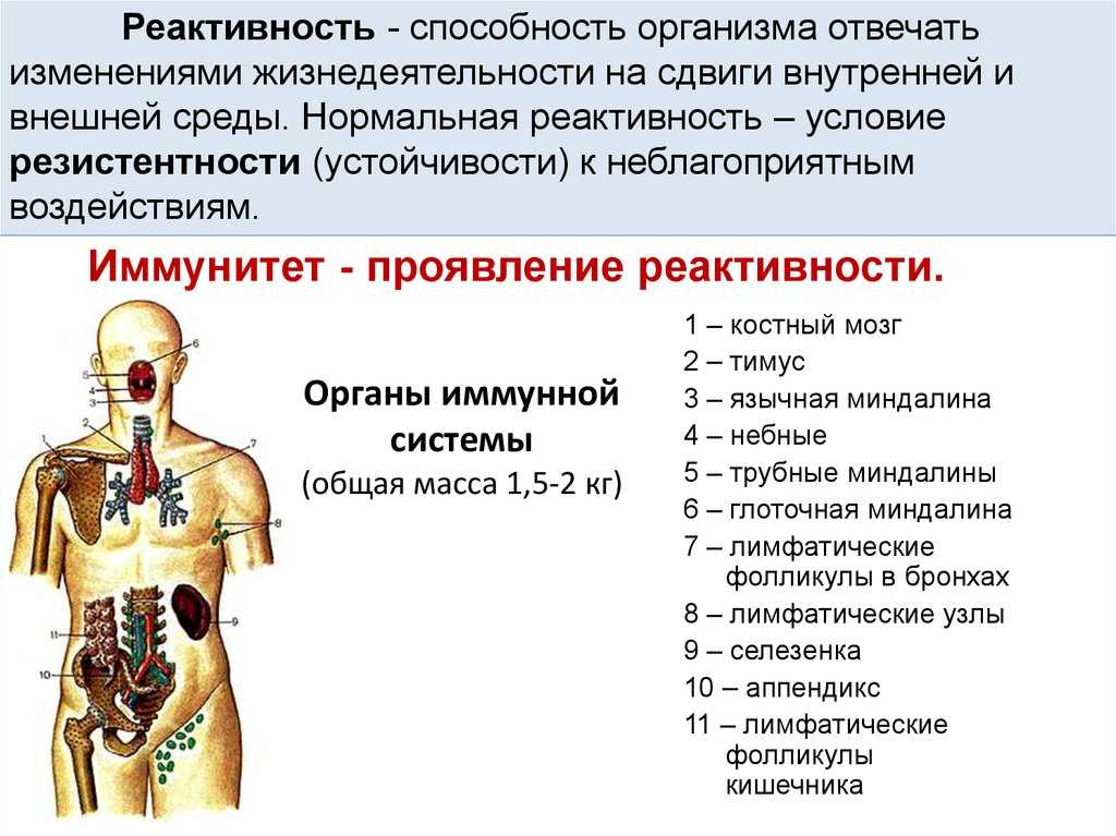 Анатомия и физиология иммунной системы