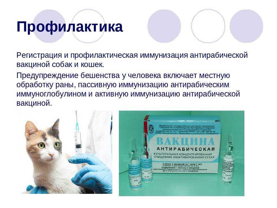Прививка от бешенства
