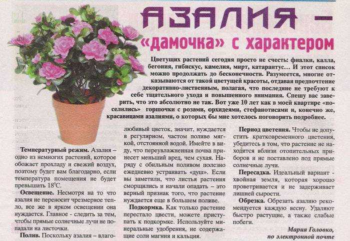 Азалия значение цветка
