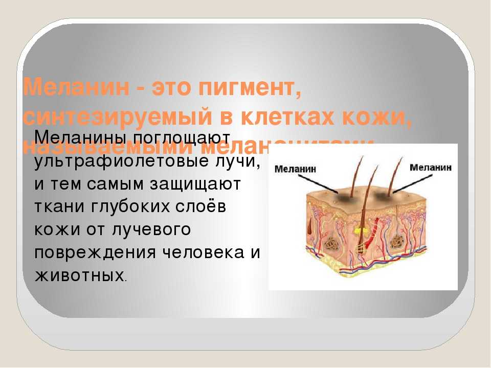 Меланин: что это такое, его функция, симптомы дефицита и переизбытка пигмента