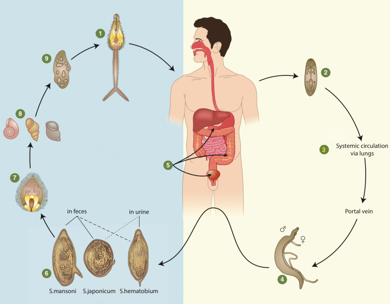 Шистосома у человека (schistosoma haematobium): симптомы, лечение