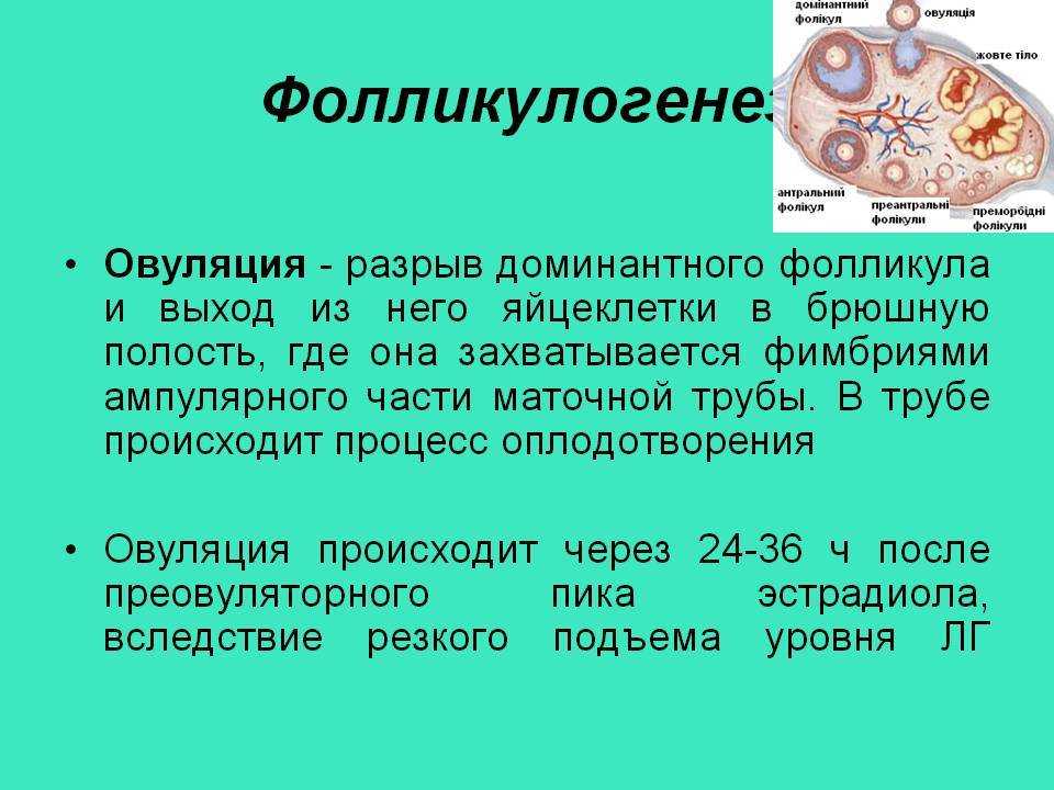 Две овуляции подряд - информация, которая удивляет