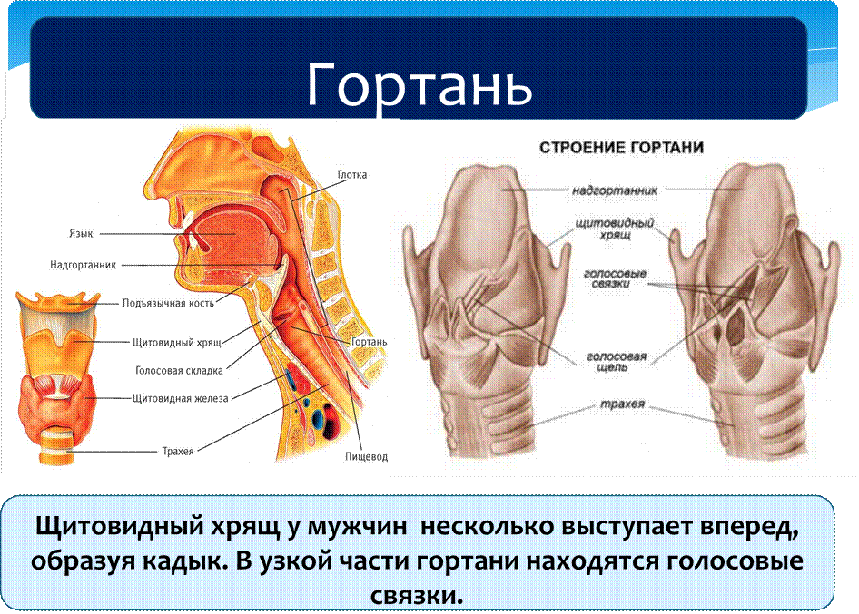 Почему кадык выпирает у мужчин, и почему он практически незаметен у женщин | pro-zdorov.ru