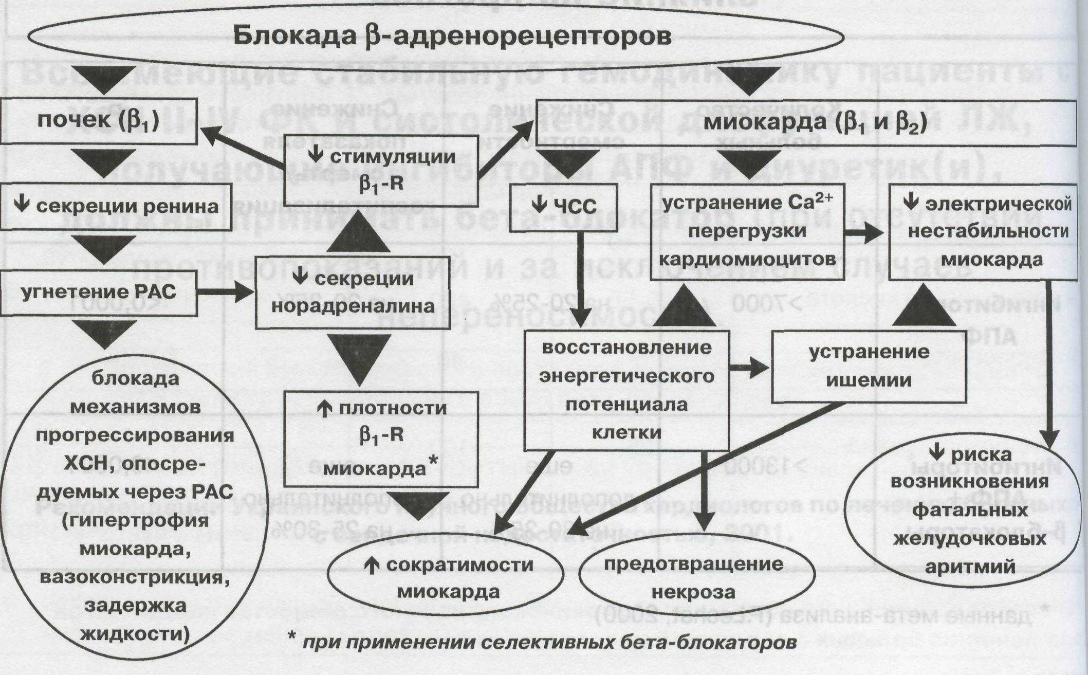 Что такое бета-блокаторы: механизм действия, список препаратов и нюансы применения