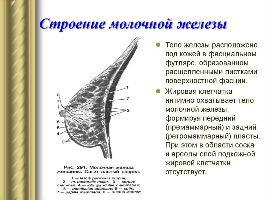 Молочная железа: анатомические особенности строения  Молочная железа анатомия  Нормальная анатомия молочной железы  Молочная железа - это парный орган