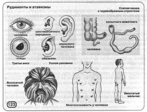 Рудименты и атавизмы: определение и примеры