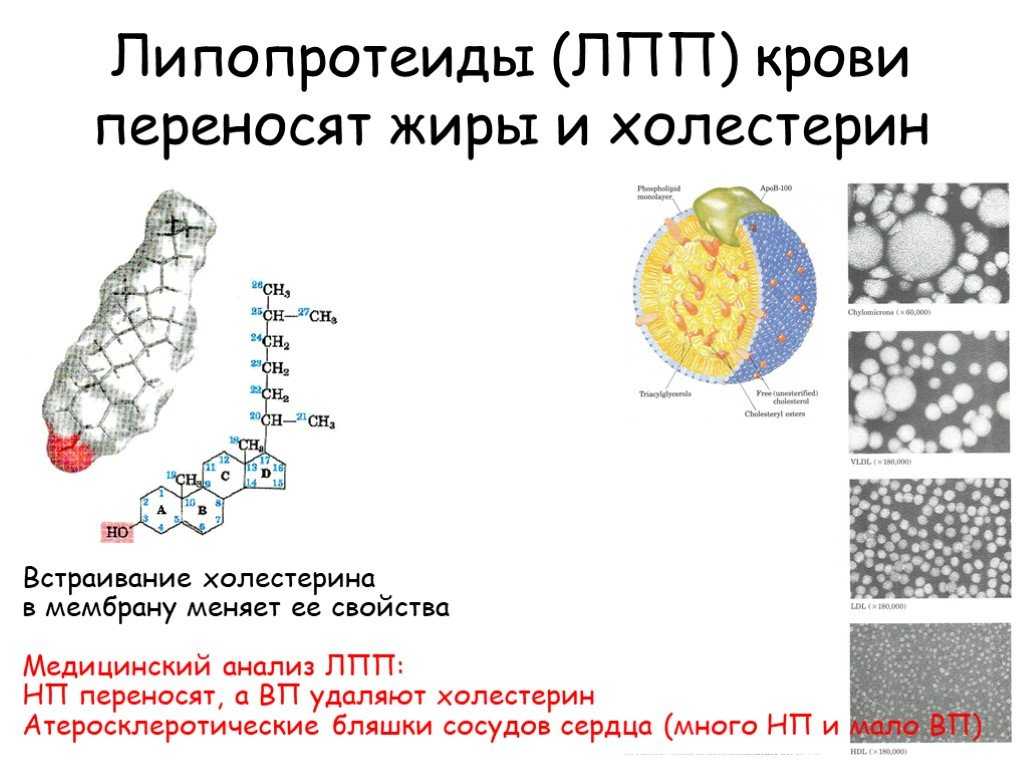 Диета при дислипидемии | кардиологический центр в санкт-петербурге