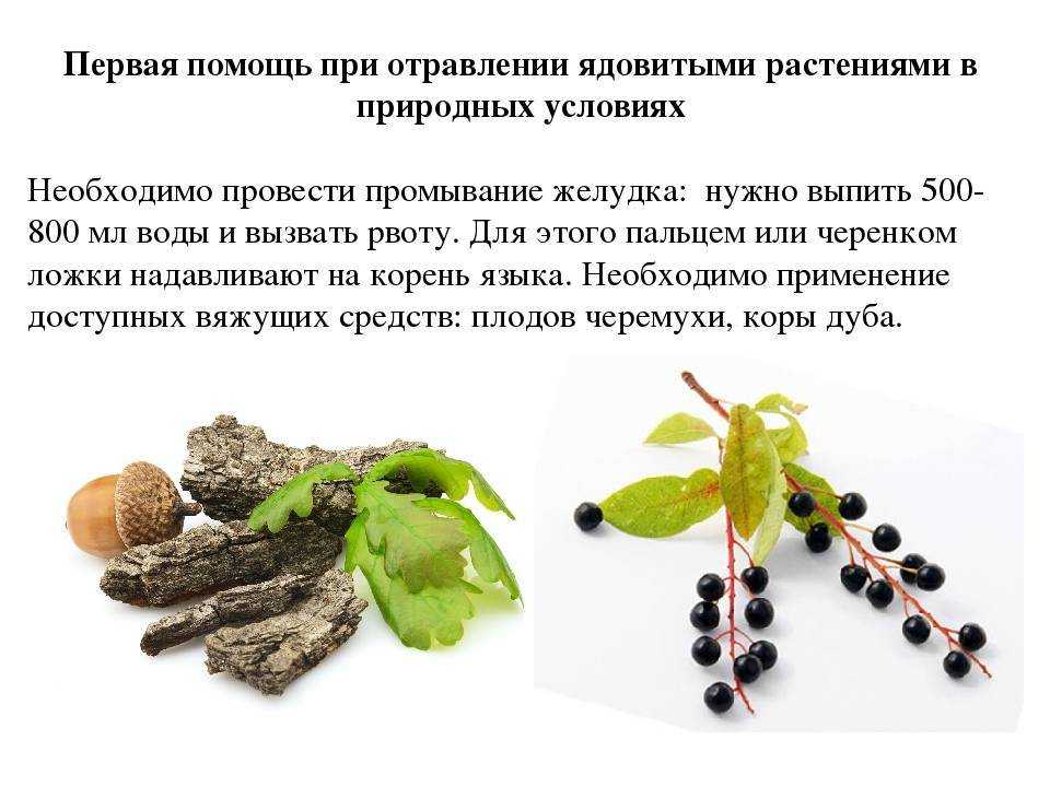 Отравление вехом ядовитым