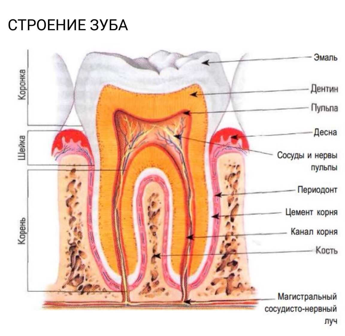 Анатомия верхней и нижней челюсти — особенности строения