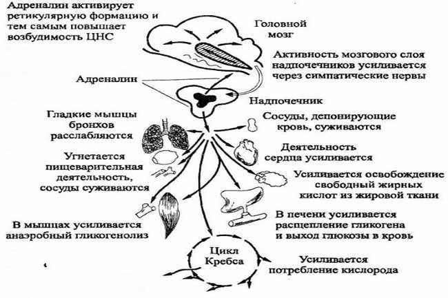 Анализ на катехоламины крови. общие сведения