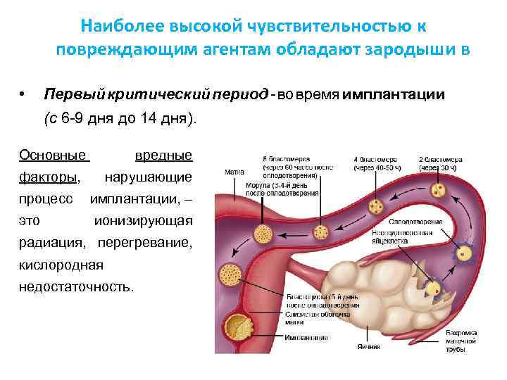 Ощущения после прикрепления эмбриона к матке - mypochki.ru