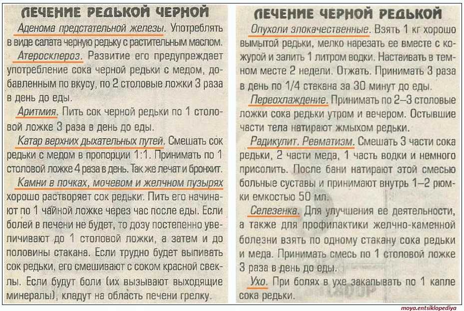 Зеленая редька: полезные свойства и противопоказания, рецепты
