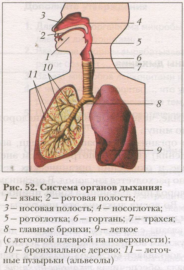 Строение и физиологическое развитие детской гортани