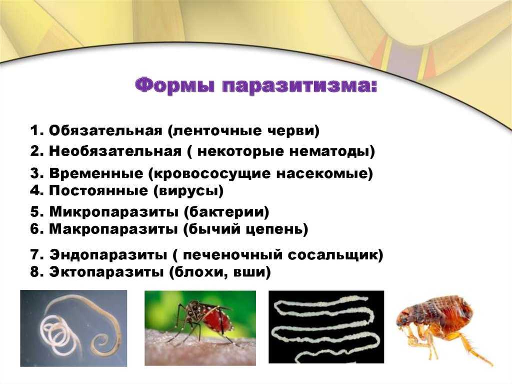 Животные паразиты (1)
