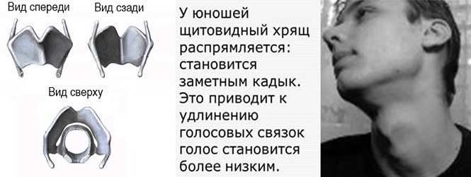 Кадык. почему у мужчин он больше чем у женщин, и зачем он нужен?