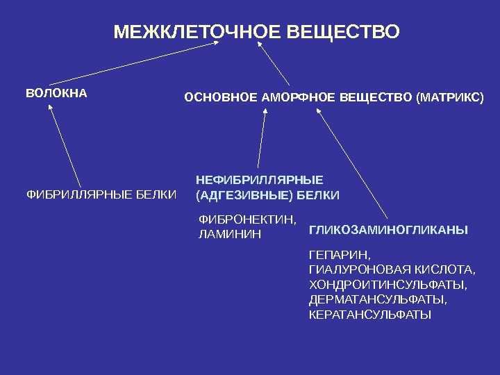 Гистология