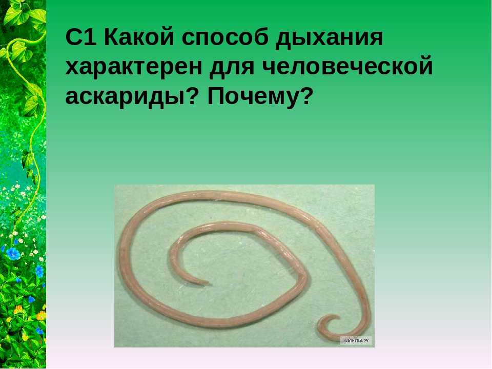 Строение аскариды человеческой: внутреннее и внешнее