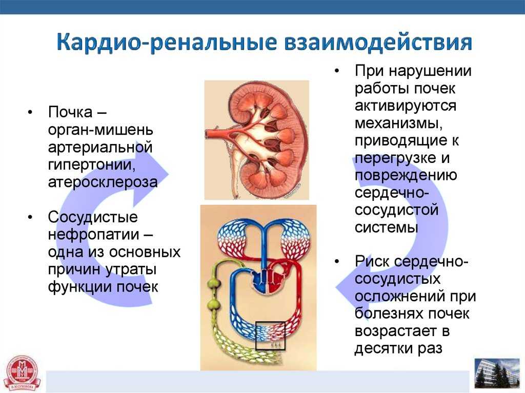 Почечное давление: особенности и угроза для организма