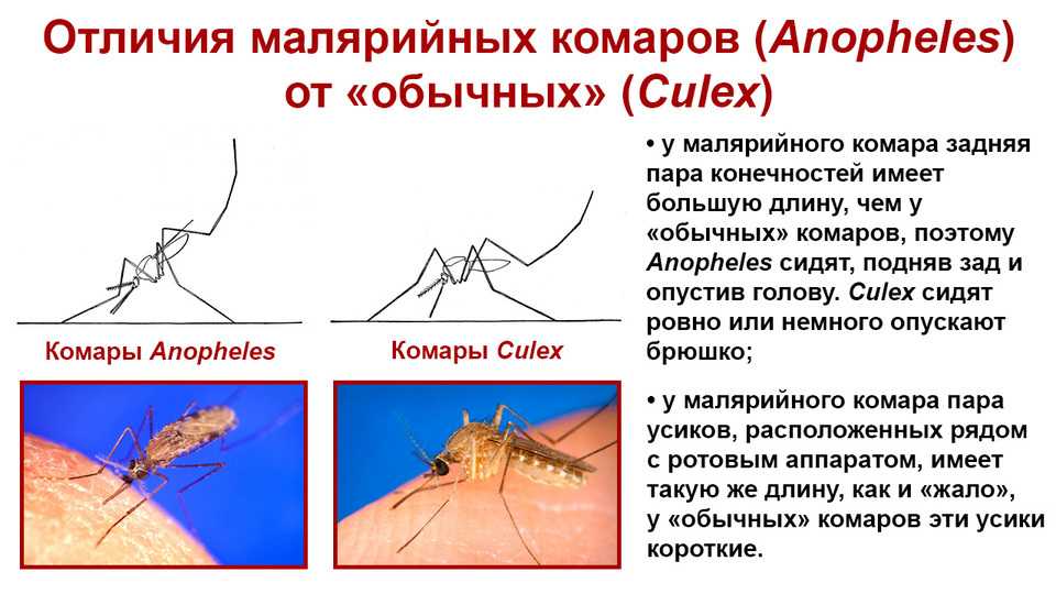Малярийные комары: фото, как выглядит место укуса, чем они опасны, отличительные характеристики, способы защиты от них