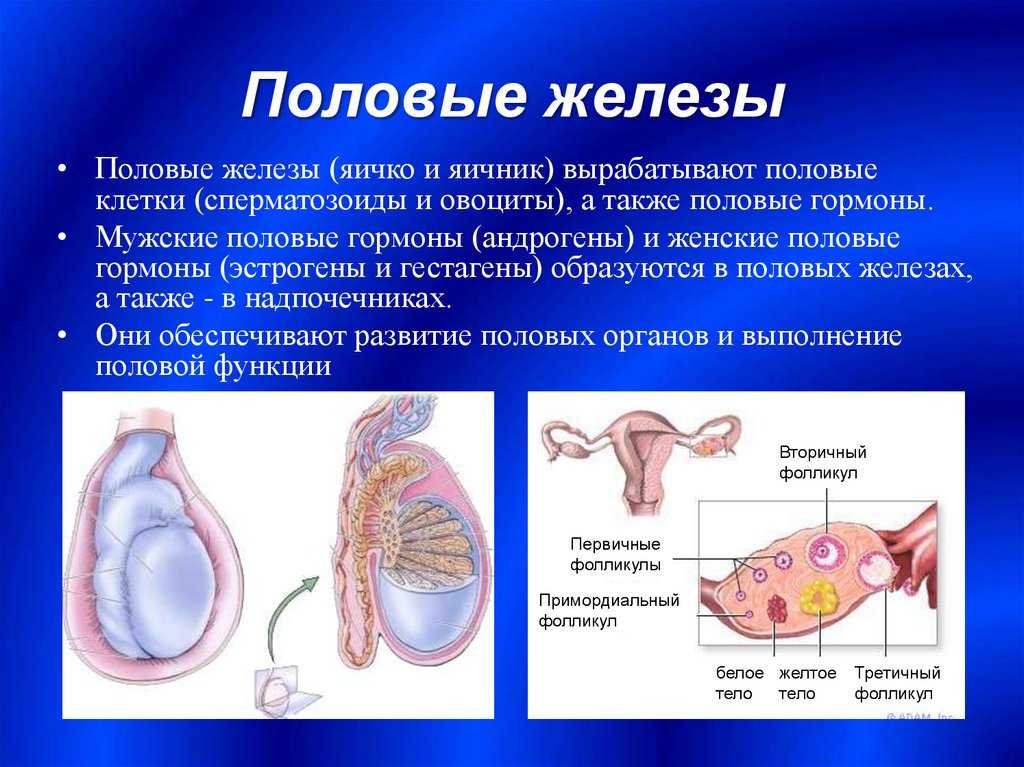 Эндокринная система | человек и его здоровье | теория | решутест. продвинутый тренажёр егэ