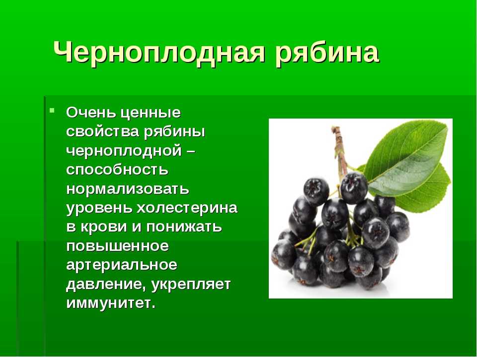Черноплодная рябина: полезные, лечебные свойства и противопоказания, польза и вред, применение