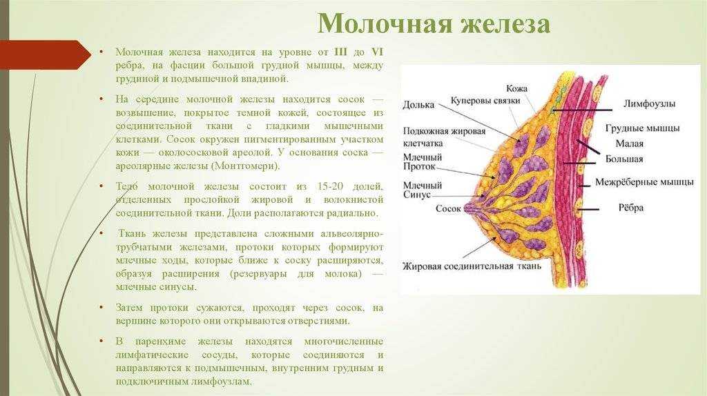 Строение и заболевания молочной железы