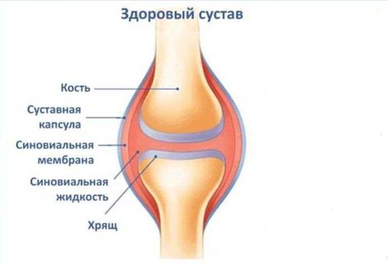 Классификация суставов