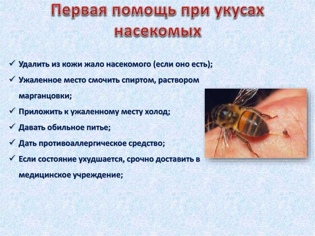 Укус паука: фото поражения кожи, симптомы, первая помощь и лечение укуса паука