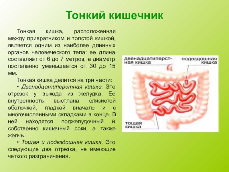 Кишечник человека — заболевания кишечника, симптомы и методы лечения - proinfekcii.ru