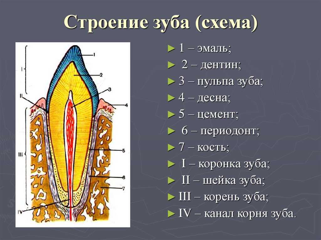 Анатомия зубов человека верхней и нижней челюсти