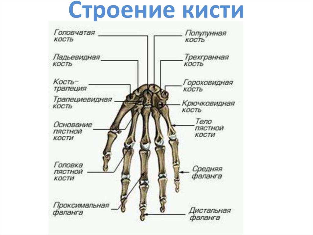 Анатомия связки руки. кости кисти руки | школа красоты