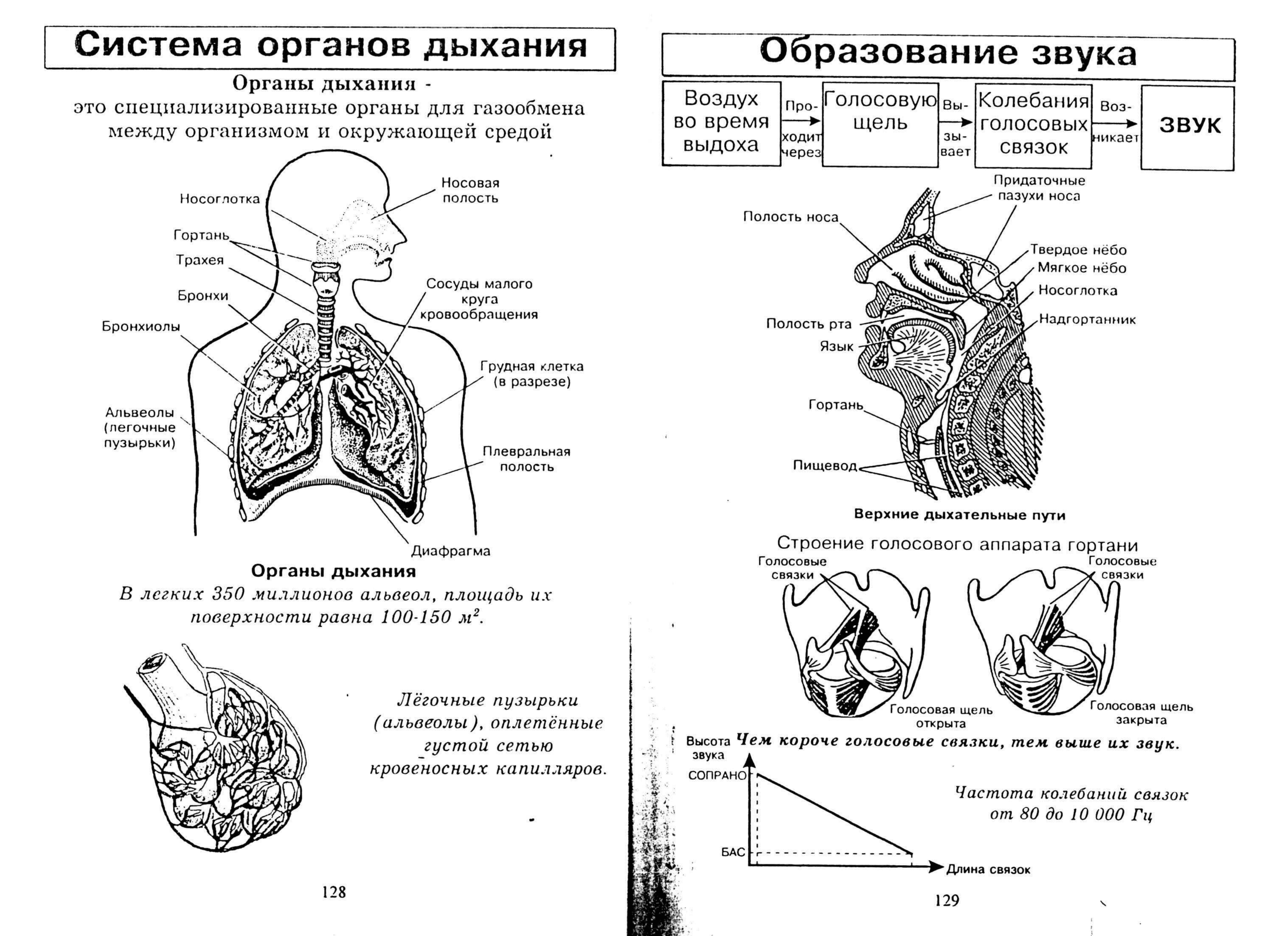 Строение и физиологическое развитие детской гортани. контрольная работа. биология. 2015-01-06