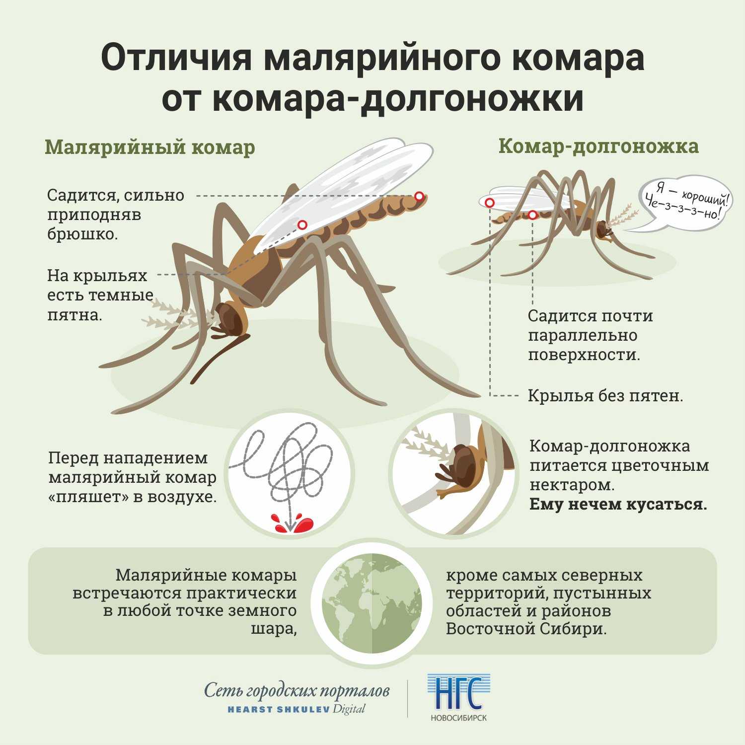 Малярийный комар: как выглядит, чем опасен укус