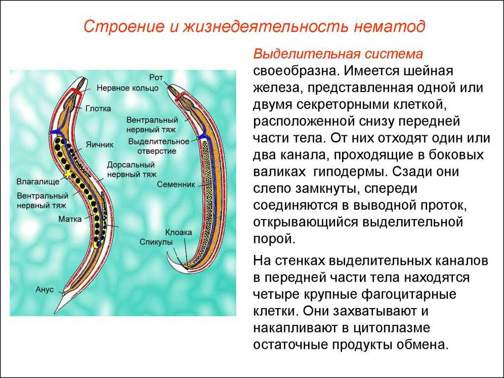 Аскаридоз