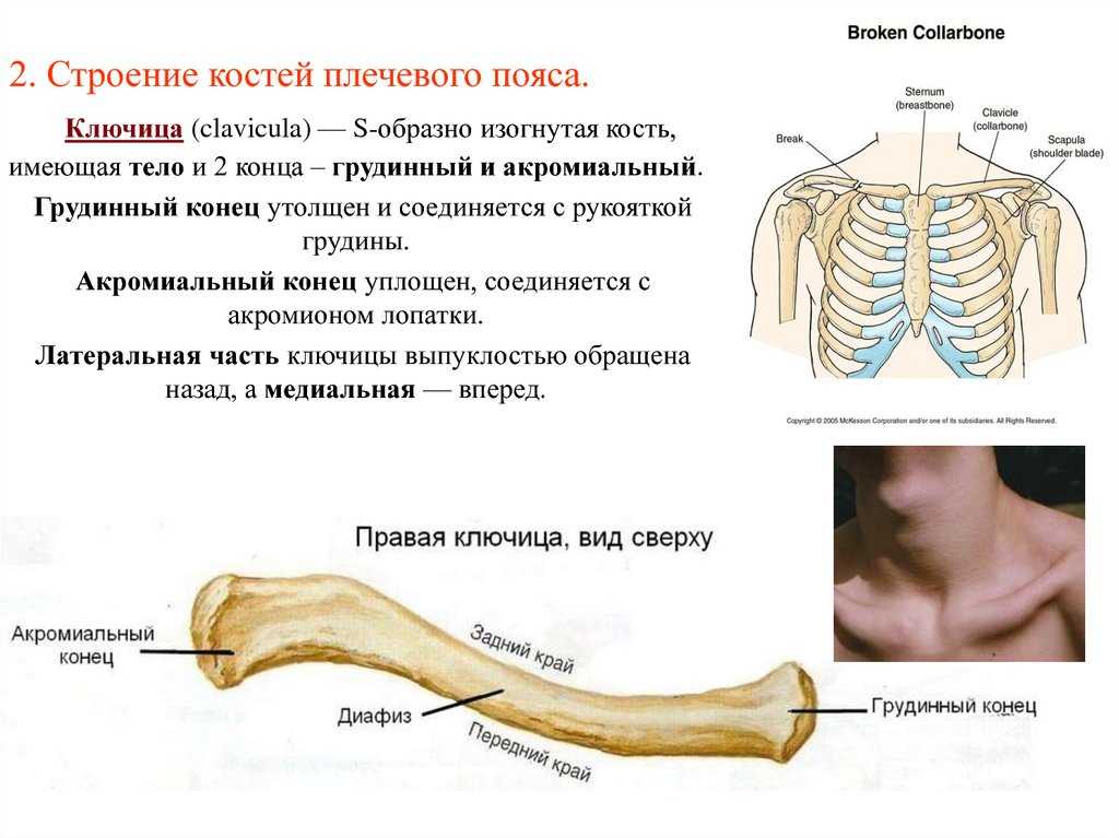 Ключица: анатомия, функции, повреждения и их лечение | medded.ru