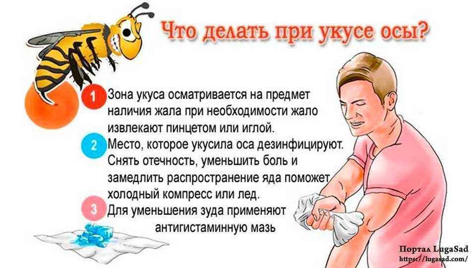 Укусила кошка, что делать?
