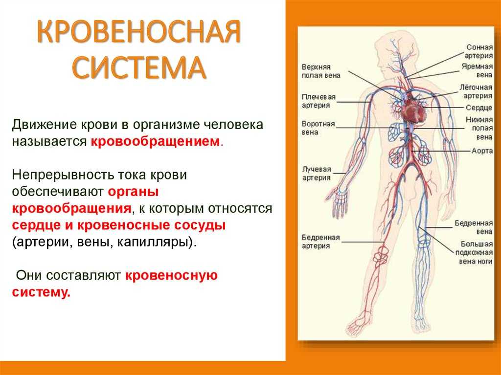 Что такое артериальная и венозная кровь