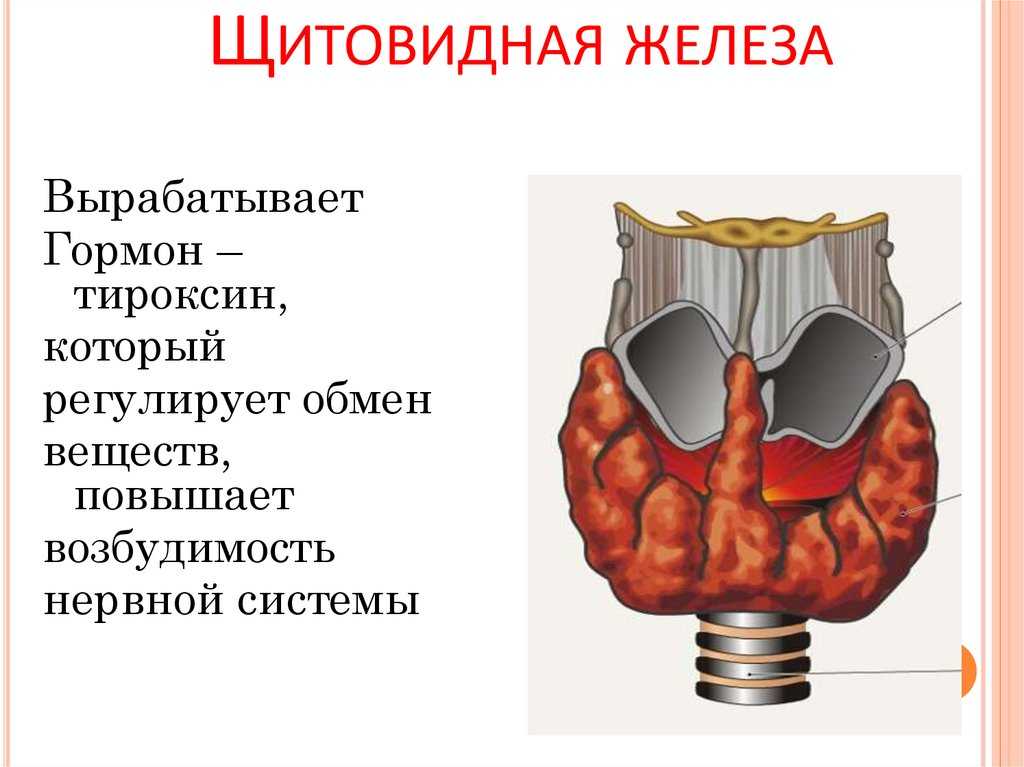 Гипотиреоз или гипофункция щитовидной железы. клиника щитовидной железы доктора а. в. ушакова — официальный сайт.