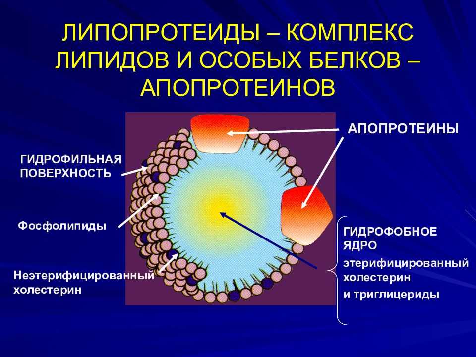 Гиполипидемическая диета стандартная. показания и противопоказания