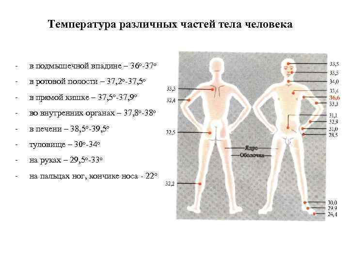 Температура под левой и правой подмышками разная - операционные системы и программное обеспечение